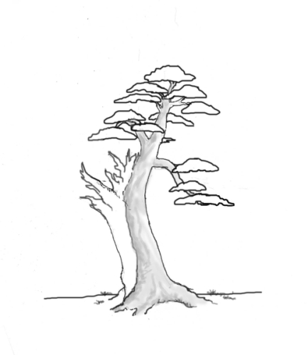 yew-drawing-10.jpg