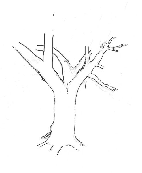 yew-drawing-3.jpg