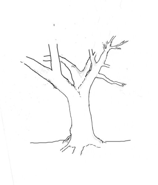yew-drawing-4.jpg