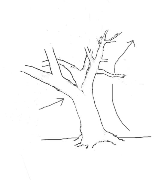 yew-drawing-5.jpg