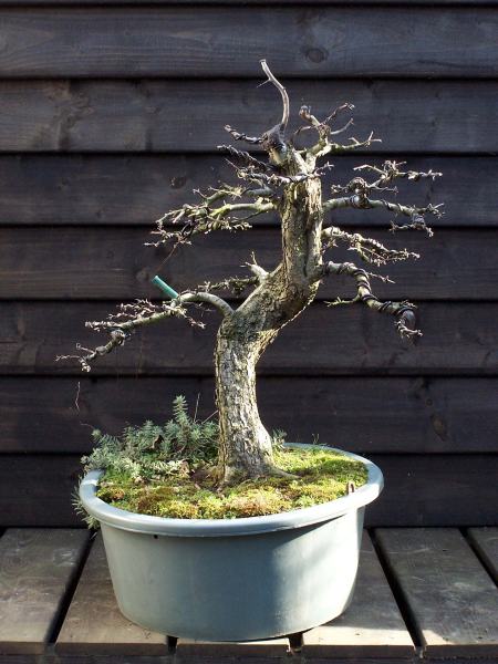 This is a other Dutch "Hawthorn" Yamadori I collected near the coast line, close to were I live. I collected it because it had a nice root base and a nice gentle curve in the lower part of the trunk. So I had to cut down the tree considerably to get to the, more or less, correct height in comparison to the thickness and style of the tree. There was not one single branch left on the tree, when I was finished. Even my wife tooled me, I over did it this time! NOT! HIHI! Next season I had plenty long shoots to select my future branches and top from. I wired the branches in there new position and made a new top, in such a way that there would be more taper, in a way the new top would compliment the large wound that was left after the trunk chop! This wound was connected with the natural Shari that runs down the right top side of the tree. This new top grew so hard that it became to strong, long and thick, so last year I cut off the new top, just above a strong side shoot. I than raised this shoot with wire and created a new top with it. I hollowed out the wound I was left with extra deep, only leaving a ring of bark with cambium. This wall of bark is cut on the NORTH and the SOUTH with a V cut! Now you can fold the 2 bark flab's together. With a scalpel I will cut away just enough, so they will fit as best as possible! Than the complete wound was covered with sealing paste and than a piece of plastic was used to hold the two part firmly into place. I have tried this technique many times before and it those not always work as good on all species. But what can I lose? I would have been left with a large scare any way! But it works? I would be left with a natural looking smaller wound! But that is for the future! First some wiring and than repotting this tree.