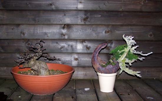 Here the Juniper is standing next to the Shohin Hawthorn I worked on this afternoon.