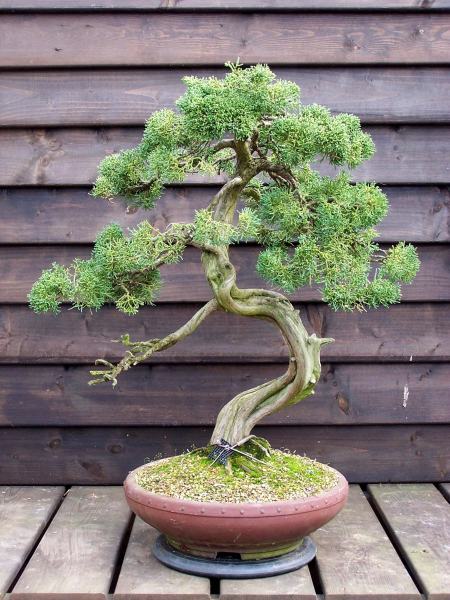 WORKING ON MY JUNIPER!  The Bonsai Blog of Hans van Meer