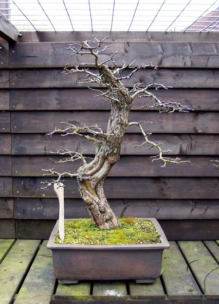 Did you have a guess? The former top off this Dutch "Hawthorn" Yamadori was, after it was cut off 2 years ago, planted in a pot (top left picture). It showed some tiny growth, that later that season mostly died back. But this year the sign of new live are there again! The roots that were cut off 3 year ago, of that same "hawthorn", were planted in a pot (left picture) and as you see it is doing fine as well. Will make a nice forest (Clump style) some day! As you can see "Wast not, want not" is a good motto. Hans van Meer.