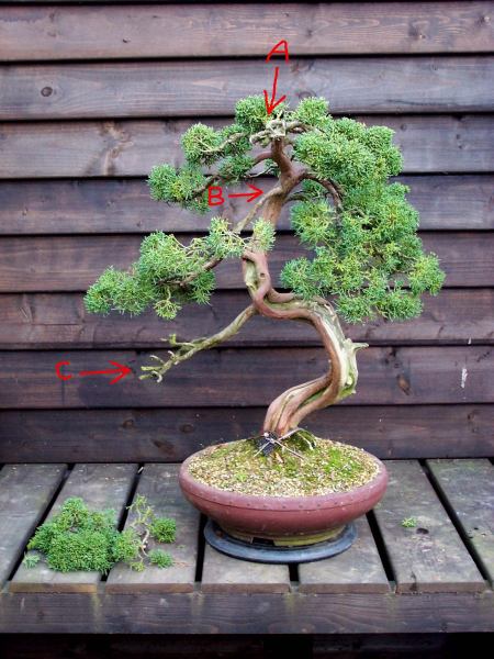 Next day, start cutting! A: The old top was to heavy and leaned to much forward for the design I have in mind. So it was removed, leaving some branch stumps to convert into Jin. B: this to long and thin branch is a eyesore for a long time, so it has to go! C: This long and straight Jin is totally out of place and only distracts, so it has to go! 