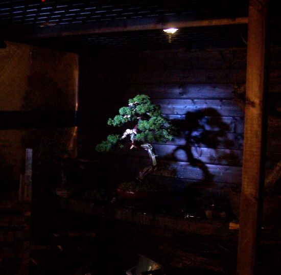 Well, as you can see in this picture, I worked until late in the night and I must say the tree is getting along nicely! Tomorrow I only have some wiring and positioning on the two back branches to do and than I will tread the deadwood with lime sulfur to protect and whitening it again. And than the work work is don for this time. I will love this tree until it is nauseous, this growing season! And hope it will stay strong this time!I will post the pictures of the finished work tomorrow!