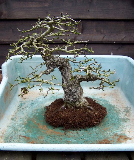 Who sad that you could not get, a easy to repot, root system on a Hawthorn?