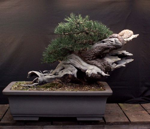 29-3-2009-240-web-hans-van-meer