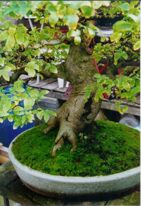 Here is a other one. Can you tell why this tree is named "THE LION CRUSHER" ? Yes or no? Look harder!