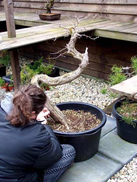 Repotting the "DANCER".