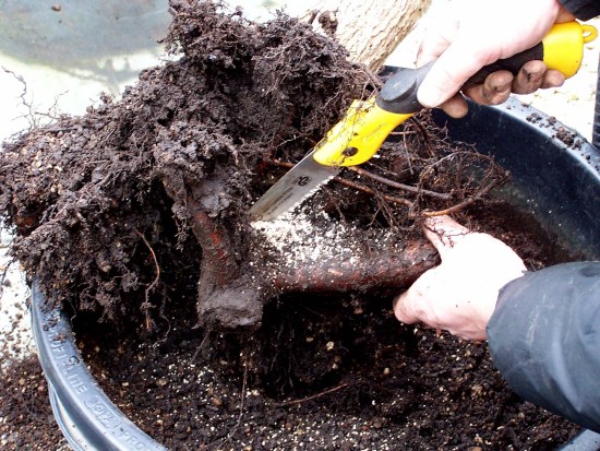 Here I am removing the extra roots I left on for extra security when I collected this Dutch Yamadori "Hawthorn". 