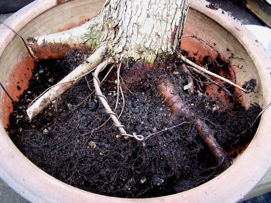 Some promising roots were redirected with wire. Thicker roots were cut back, right up, to about half a Inch away, from were strong, but smaller roots emerge from it. This simple, but sure technique, will be repoted, until the overall roots size, fits inside the planed design for this tree.