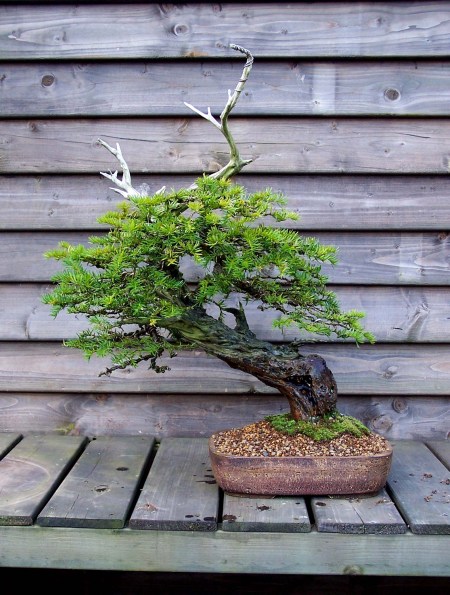 Here the tree is back in it's old pot, as soon as it is settled down and showing lots off new growth, I will start to wire it again and bring it back into its desired form. I am glad this tree recovered from it's ordeal so well, it holds a lot of good memories for me!