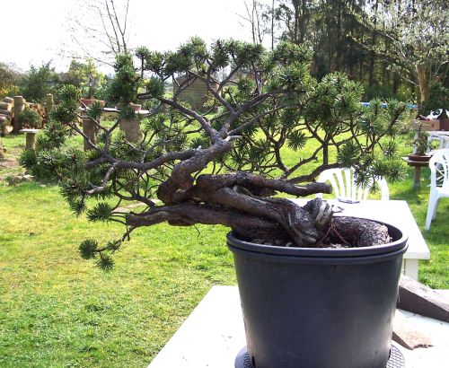 A very promizing Mugo pine!