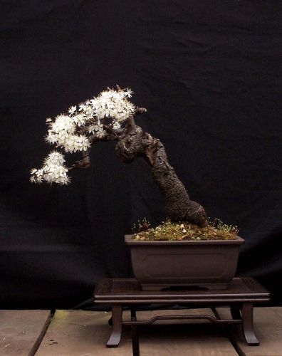 Blackthorn "Prunis spinosa".