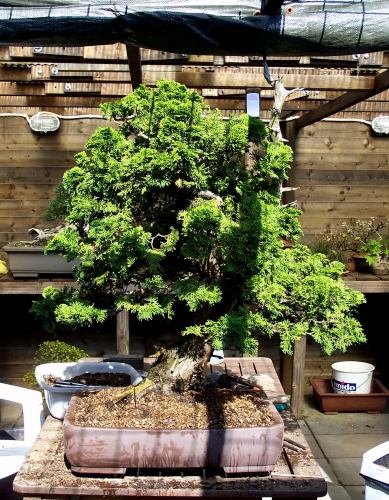 The tree in his new pot.