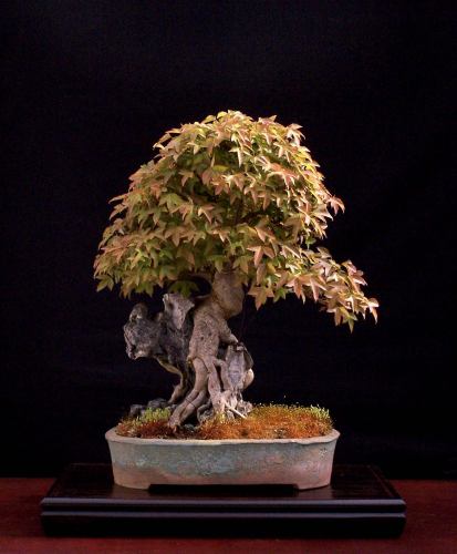 Acer buergerianum in a beautiful matching pot by " Isabela".