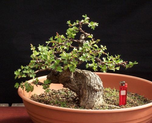 21-04-2009-hawthorn-shohin-035-web-hans-van-meer