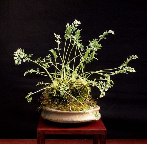 21-04-2009-hawthorn-shohin-052-web-hans-van-meer