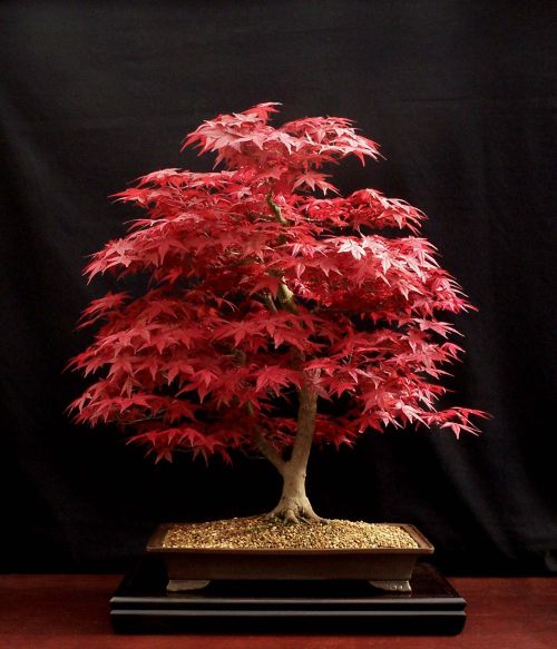 MY ACER PALMATUM DESHOJO IS ANNOUNSING THE UPCOMING SUMMER!  The Bonsai  Blog of Hans van Meer