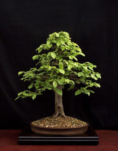 30-04-2009-009-web-hans-van-meer