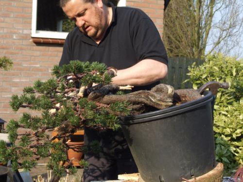 After a long day of bonsai work, it was nice to finish off with a promising tree like this one! And than it was time for a nice cold beer with my new Bonsai friends from up North!
