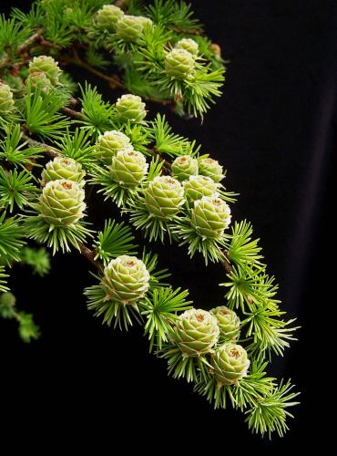 18-04-2009-2-036-hans-van-meer-web