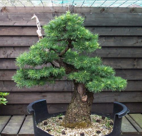 31-05-2009-2-018-hans-van-meer