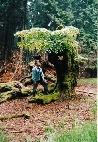 This picture was shot in early 2000 during a weekend trip I took to the Belgium Ardennes. This old "European Beech" Fagus sylvatica had grown for many centuries, wile around it the scenery completely changed. It was surrounded by thousand of fur trees, that were planted there for there timber. The only open spaces that were left, were the roads that the forestry commission and the lumberjacks used for there work. And were 4 off these open roads met, this old lonely tree was growing. Just a few weeks, before this pictures made, this part of Europe was hid by a big storm. And these open roads surrounded by those high fur trees, must have channeled all the force of this storm, right on to this devensles old tree! After all these years of surviving a changing environment, this big lonely tree collapsed! On the left you can see some of the remaining of the once so tall and proud tree. But mother nature felt sorry for this big guy and helped it to grow new branches on what was left off it's hollowed out trunk. Creating this wonderfull image of resilience and the will to live! I wonder if this tree still lives there all alone on the crossroads of live? As soon as I am able to, I will make the trip to Belgium to check it out!