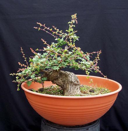 08-06-2009-kleine-meidoorn-013-hans-van-meer