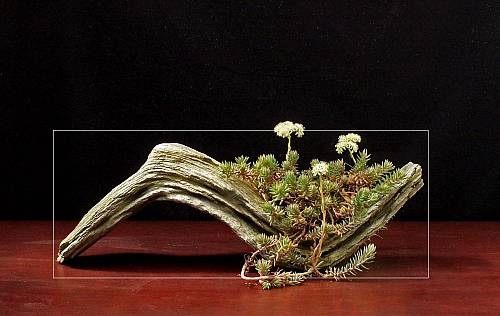 22-7-2009-040-hans-van-meer-3