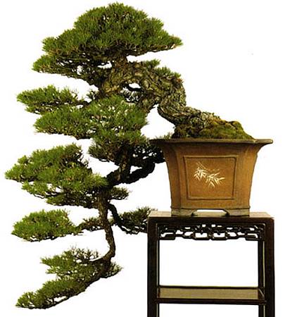 cascade-pine-2