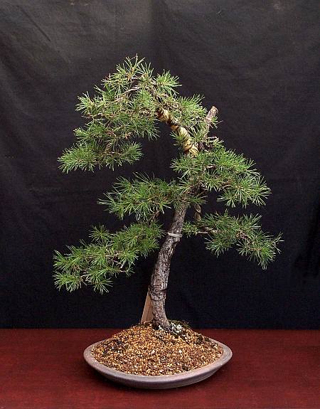 26-8-2009 020 Hans van Meer