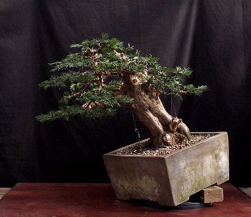 4-8-2009-013-hans-van-meer