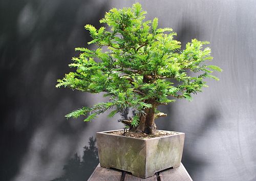 dsc_0008-hans-van-meer