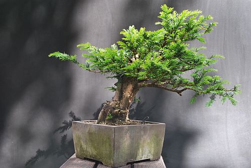 dsc_0010-hans-van-meer