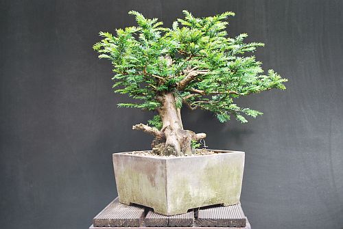 dsc_0013-hans-van-meer