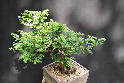 dsc_0021-hans-van-meer