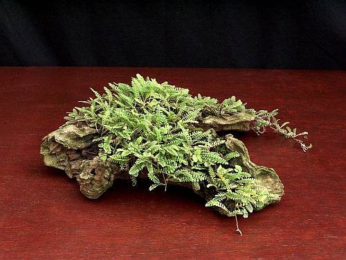 07-09-2009 2 072 Hans van Meer