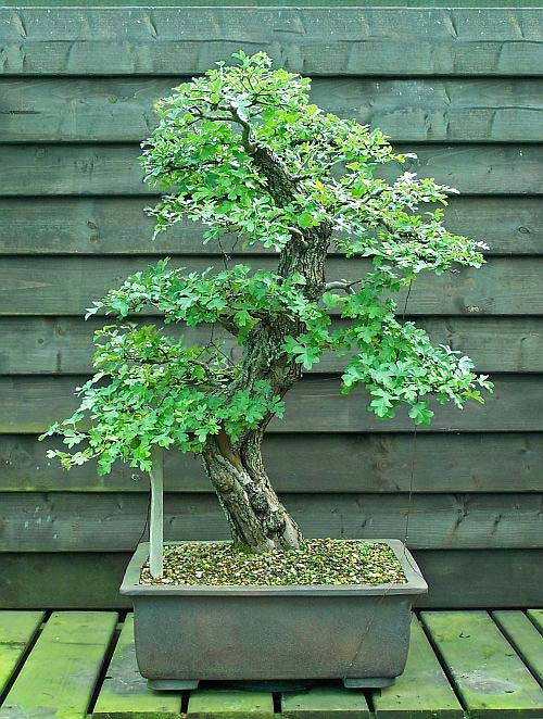 13-9-2009 016 Hans van Meer