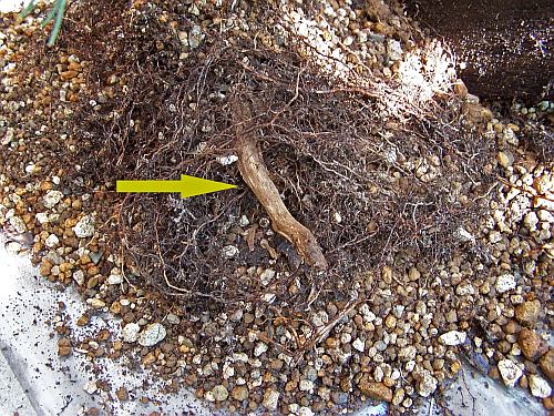 30-8-2009 verpot dag 145 Hans van Meer