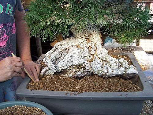 30-8-2009 verpot dag 166 Hans van Meer