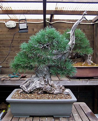 30-8-2009 verpot dag 195 Hans van Meer