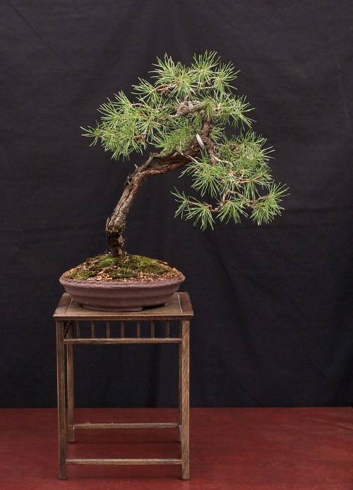 9-9-2009 pi pine 2 010 Hans van Meer