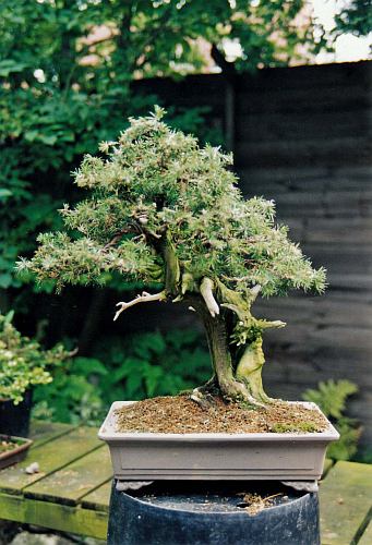 IMG_0050 Juniperus regida 1994 Hans van Meer