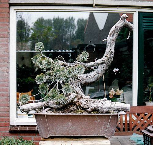 Pius 11-01_0001 hans van meer