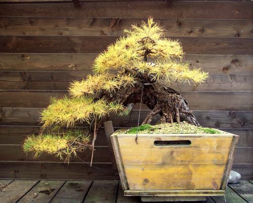 20-11-2009 004 Hans van Meer blog