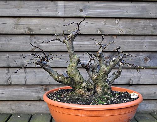 3-1-2010 025 Hans van Meer