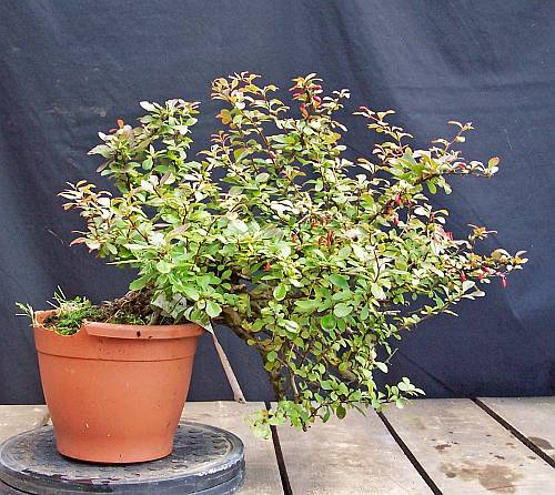 5-9-2009 loder en tj 040 hans van Meer