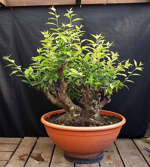 5-9-2009 loder en tj 049 Hans van Meer